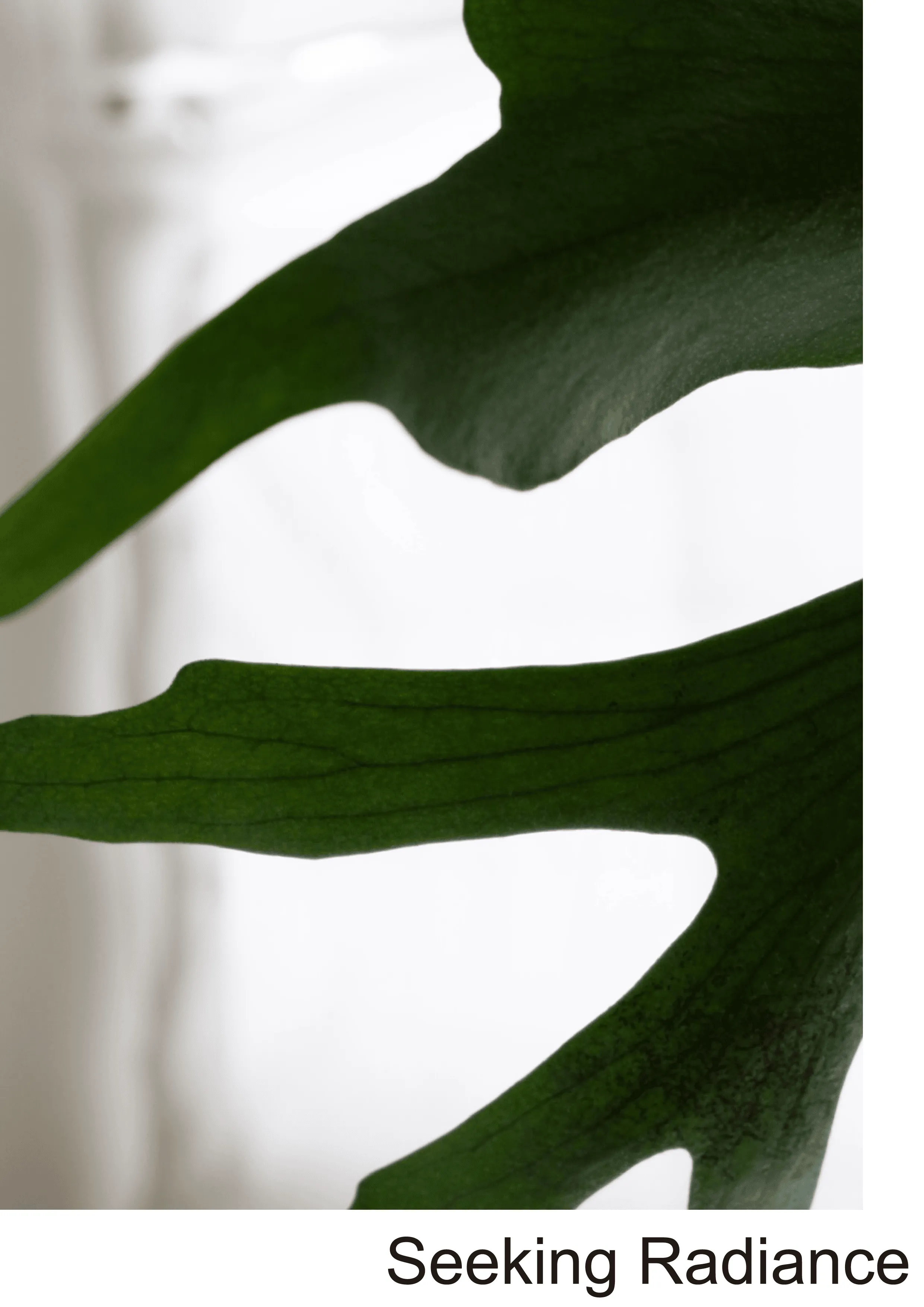 Seeking Radiance 1